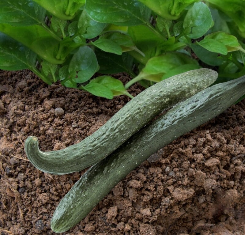 Jibai Shimoshirazu Cucumber Seeds – Rare Heirloom, High-Yield, Crisp & Sweet