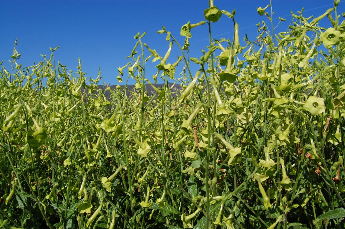 Meadow Tobacco Planting Seeds for Home Garden – 100 pcs