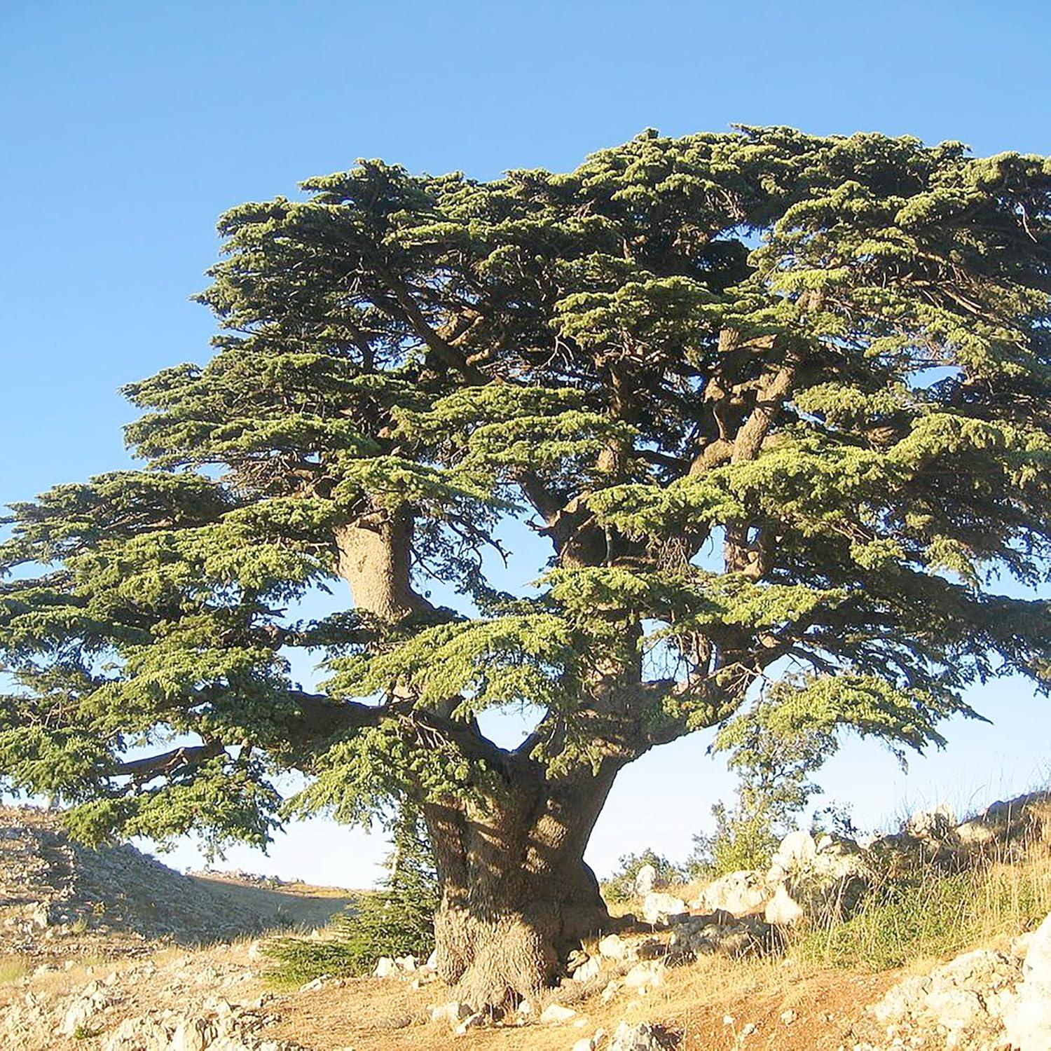 Cedrus Libani Seeds - Cedar of Lebanon, Fragrant, Low Maintenance, Drought Tolerant for Outdoor Pathway - 5 Pieces