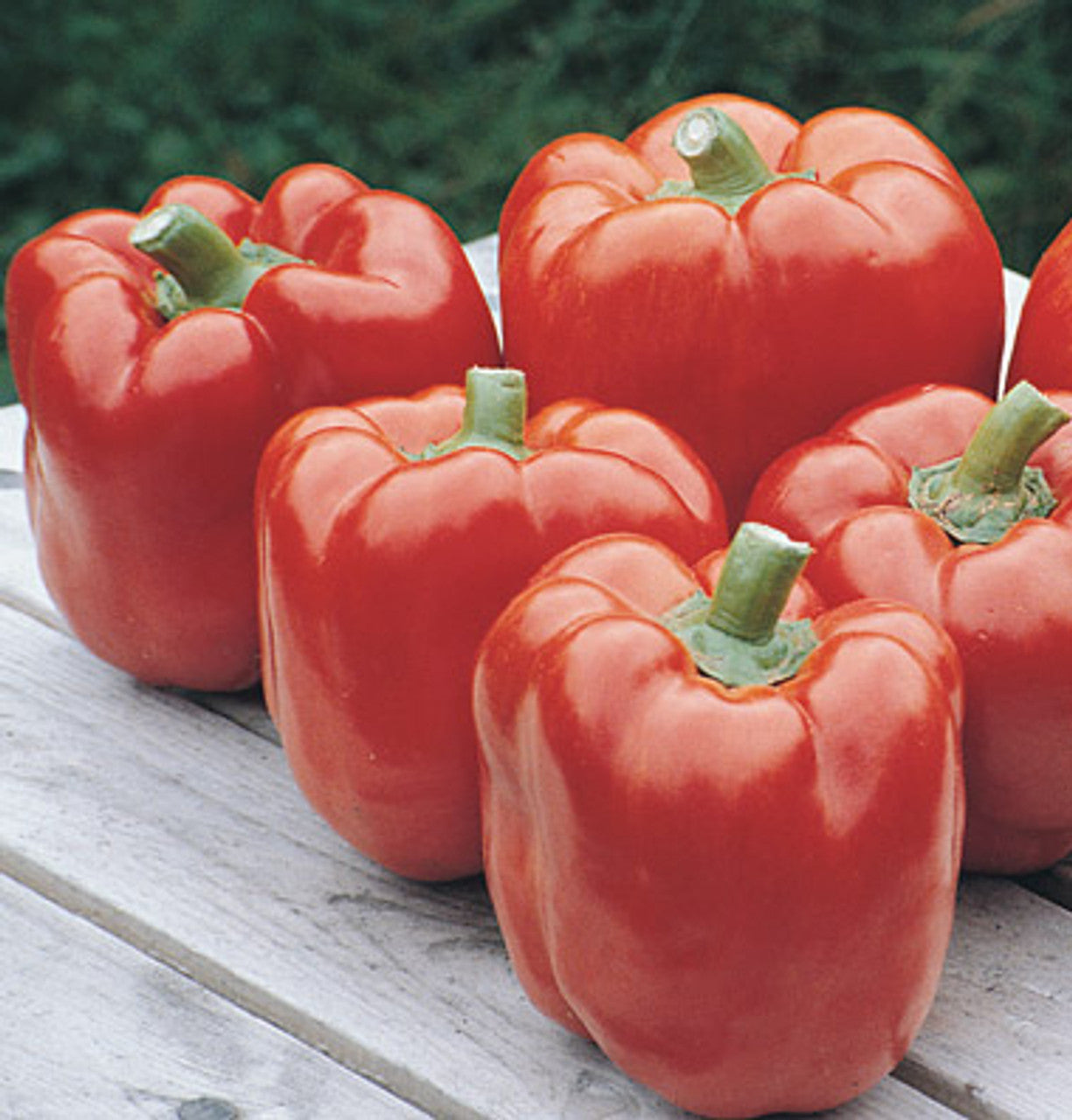 Red Knight Bell Pepper Seeds – High-Yield, Sweet & Early Maturing