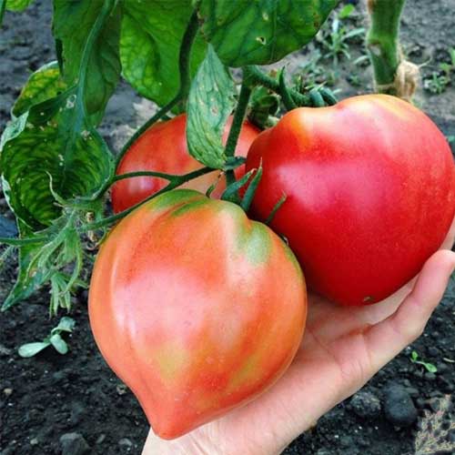 Oxheart Tomato Seeds – Heirloom, Large & Juicy Variety for Home Gardens