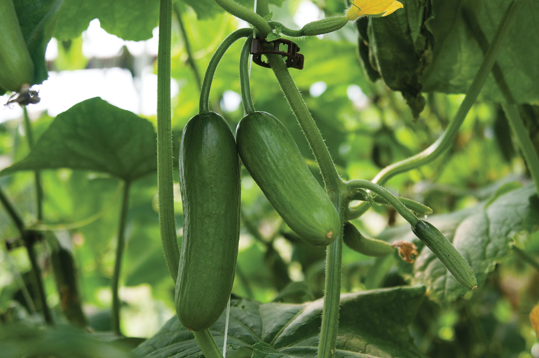 Iznik Cucumber Seeds – High-Yield, Mini Cucumbers for Home & Garden