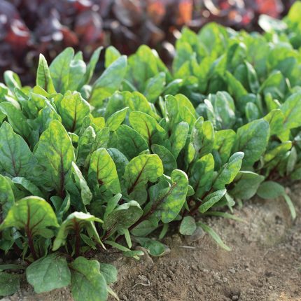 Organic Hammerhead Spinach Seeds – Hearty, Nutritious Greens for Your Garden