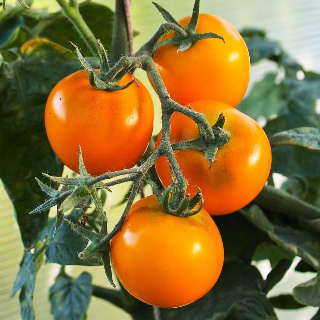 Jaune Flammée Tomato Seeds – Heirloom, Organic, Sweet & Tangy Flavor