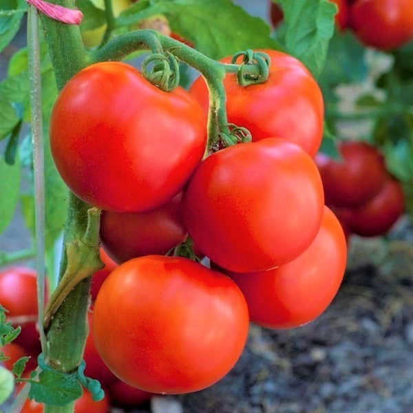 Early Girl Tomato Seeds – High-Yield, Fast-Growing & Delicious