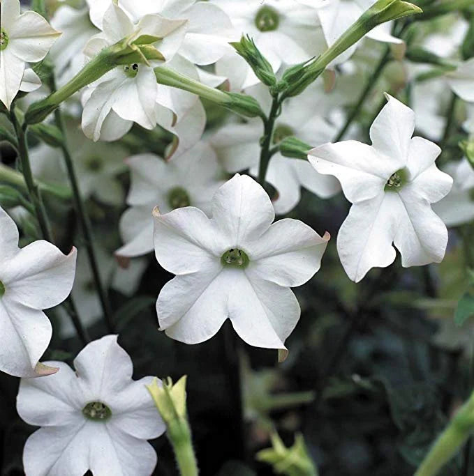 Meadow Tobacco White Planting Seeds for Home Gardens – 100 pcs