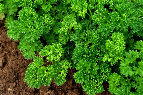 Curly Leaf Parsley Seeds for Planting – Heirloom, Non-GMO, Organic Herb Seeds – Easy to Grow, Fresh Culinary Garnish & Garden Essential