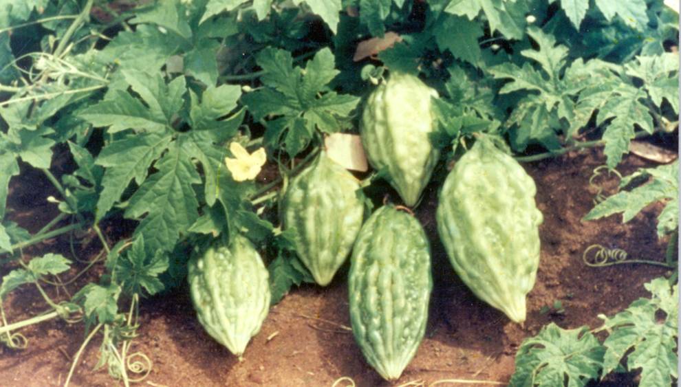 Arka Harit Bitter Gourd Seeds – High-Yield, Premium Quality, Easy to Grow