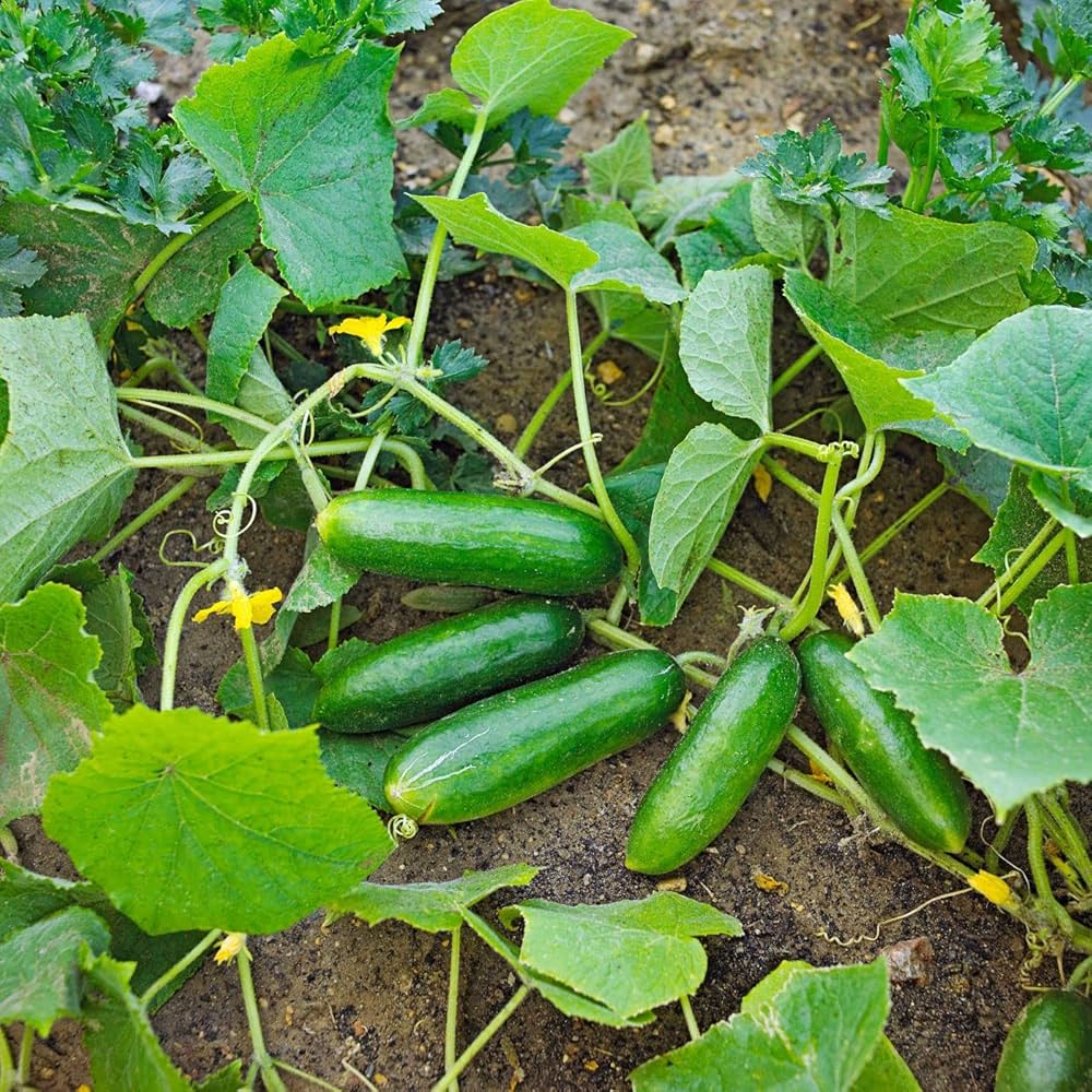 Persian Baby Cucumber Seeds – High-Yield, Crisp & Sweet Mini Cucumbers
