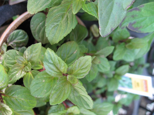 Chocolate Mint Seeds (Mentha × piperita 'Chocolate') – Aromatic Herb for Planting, Perennial, Perfect for Teas & Desserts, Non-GMO, Organic Garden Favorite