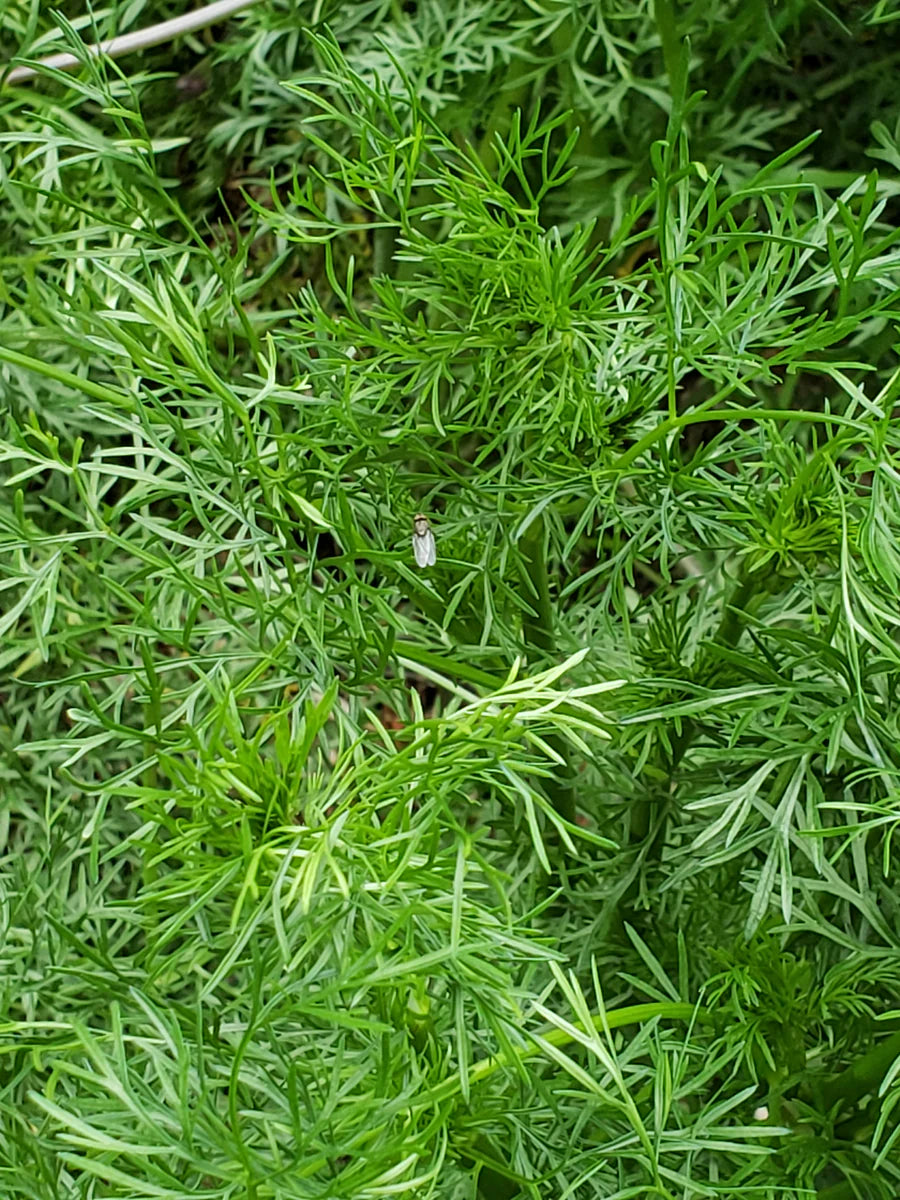 Premium Delfino Seeds for Planting – High-Quality Herb Seeds | Grow Fresh & Aromatic Cilantro | Non-GMO, Heirloom Garden Seeds