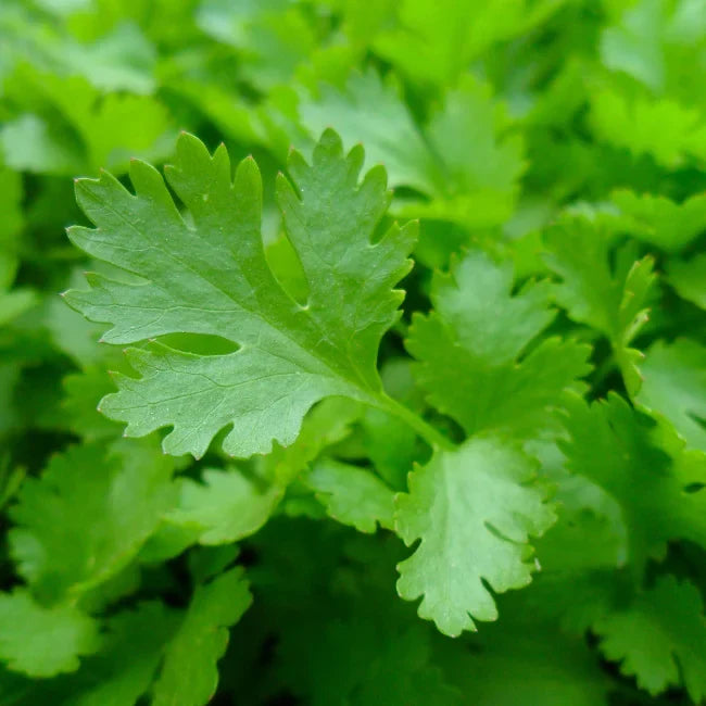 Italian Flat-Leaf Parsley Seeds – Heirloom, Non-GMO, Premium Quality Herb Seeds for Planting – Fresh Culinary Parsley for Garden & Kitchen