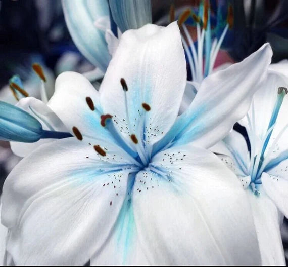 Blaue, seltene Liliensamen für die Gartenarbeit im Hof, Lilium-Blumensamen für Zuhause, Bonsai und zum Bepflanzen des Gartens – 50 Stück