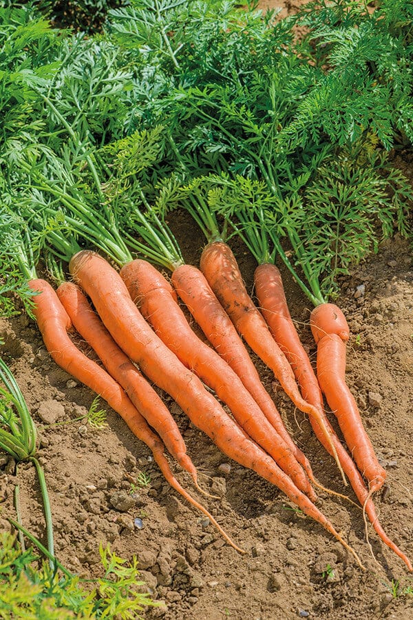 Sugarsnax 54 Carrot Seeds – Sweet, Crisp & High-Yield Variety
