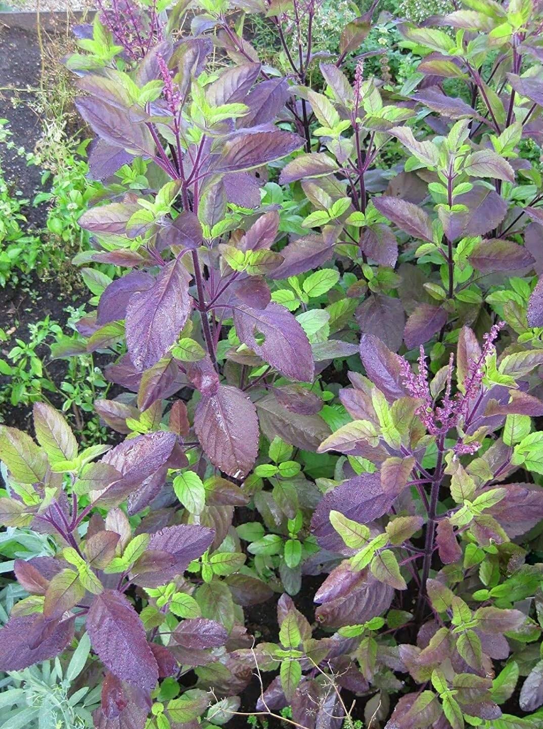 Krishna Tulsi Seeds for Planting – Holy Basil | Sacred Ayurvedic Herb | Premium Organic Seeds for Home Garden & Herbal Remedies