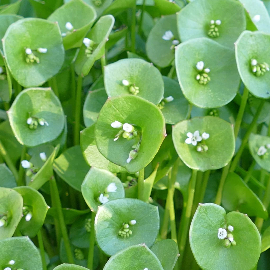 Miner’s Lettuce Seeds – Heirloom, Cold-Hardy, Fast-Growing Greens
