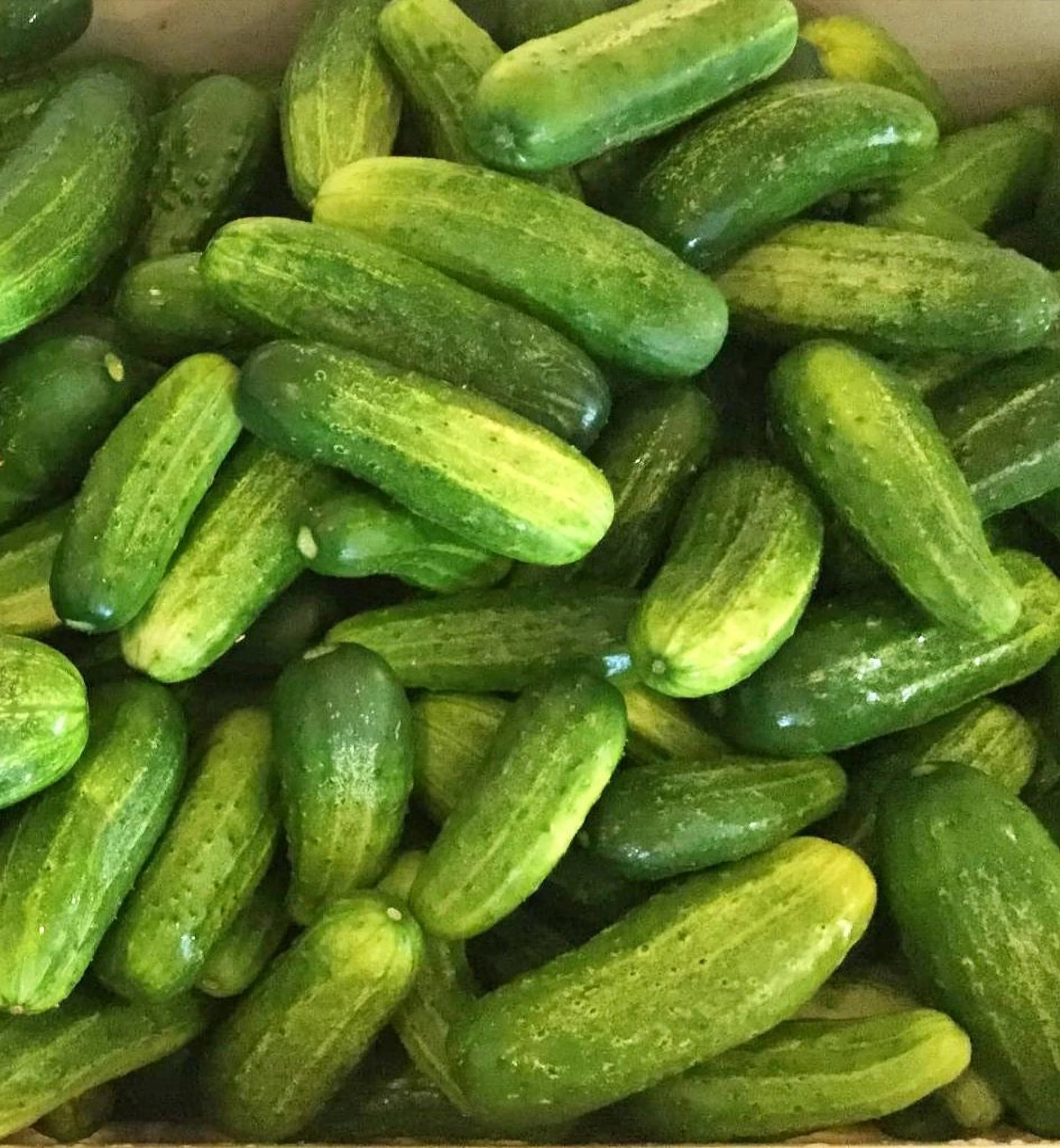 Bush Pickle Cucumber Seeds – Compact, High-Yield, Crisp & Delicious