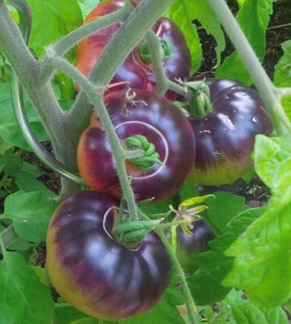 Blue Beauty Tomato Seeds – Heirloom, Organic, High-Yield & Stunning Color