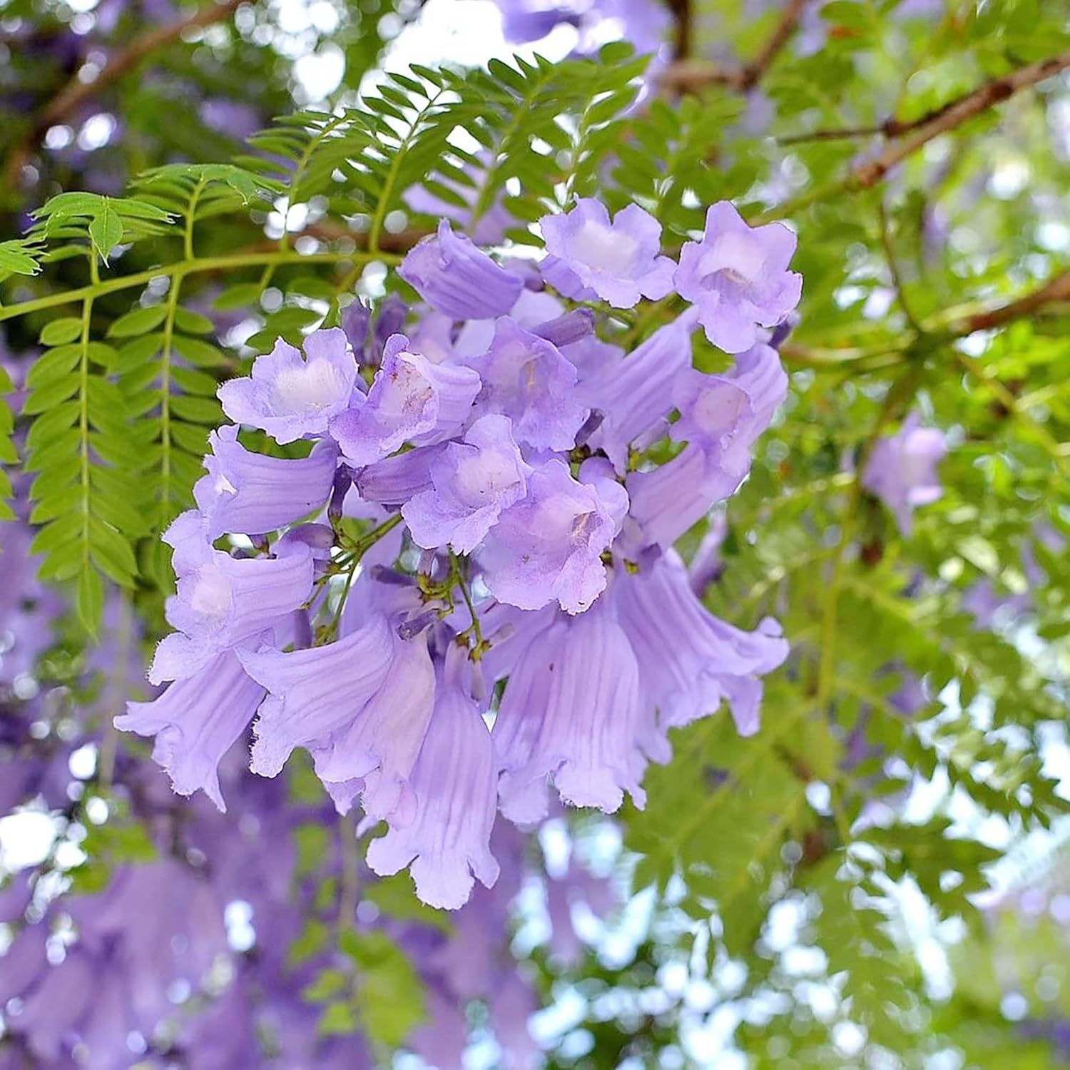 Blue Jacaranda Seeds (Jacaranda Mimosifolia)  Vibrant Blue Flowers, Drought Tolerant, Low Maintenance Shade Tree for Parks  Gardens