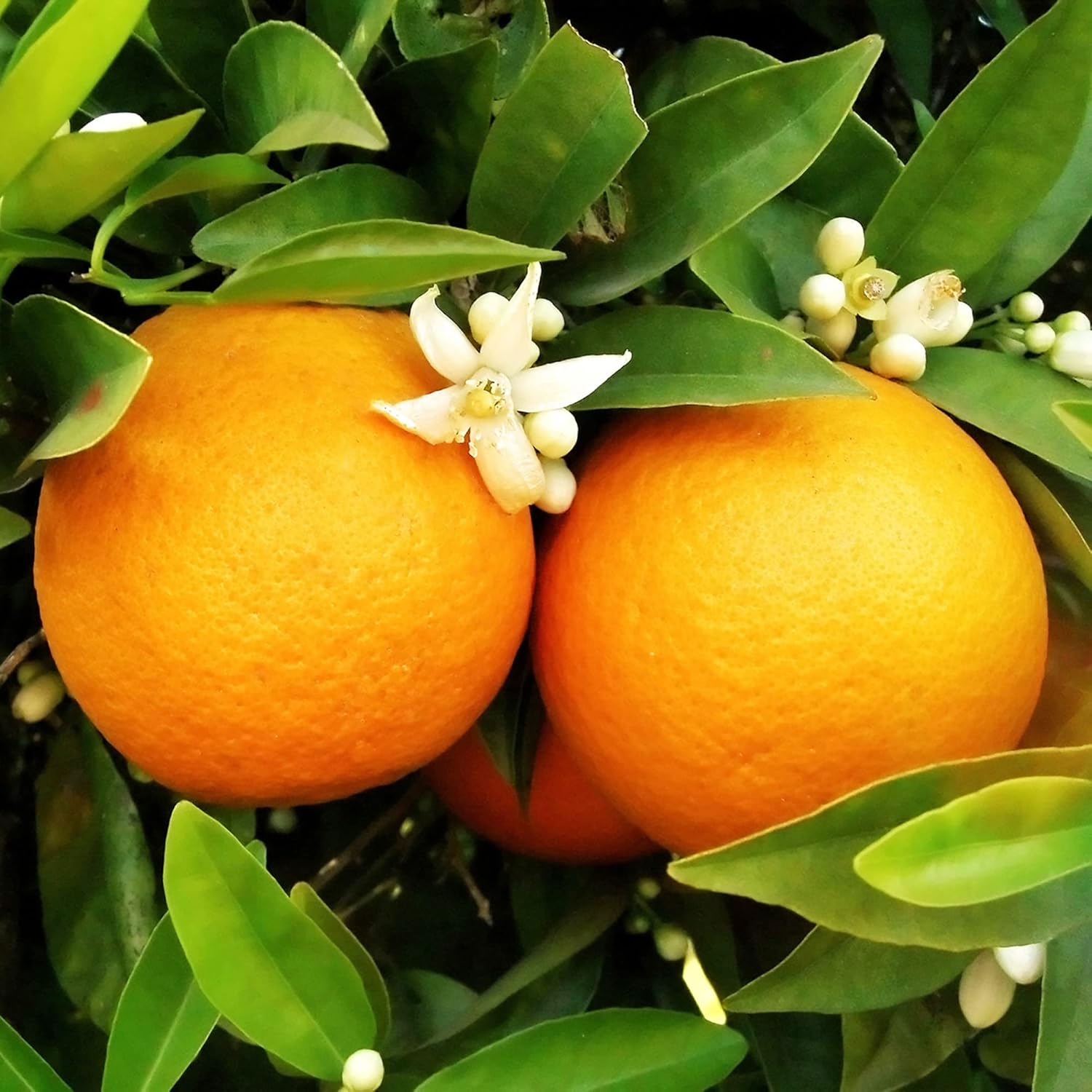 Washington Navel Orange Seeds - Exceptional Sweetness, Seedlessness, Easy-to-Peel Skin, Juicy & Tender Flesh - 10 Pcs