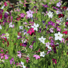 Meadow Tobacco Mix Planting Seeds for Outdoor and Indoor Use – 100 pcs