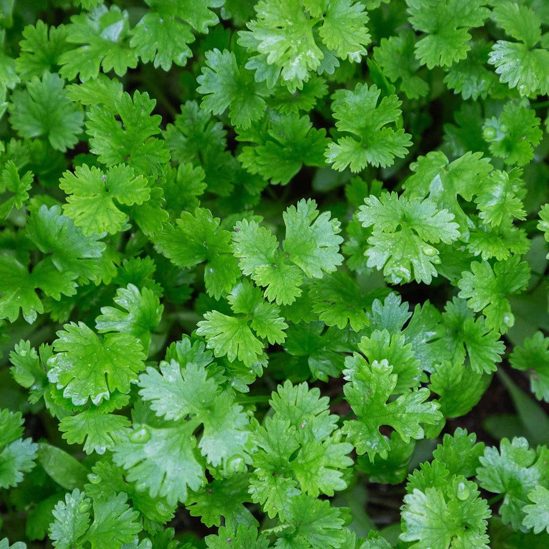 Giant of Italy Parsley Seeds | Heirloom, Non-GMO, Aromatic & Flavorful Herb for Planting