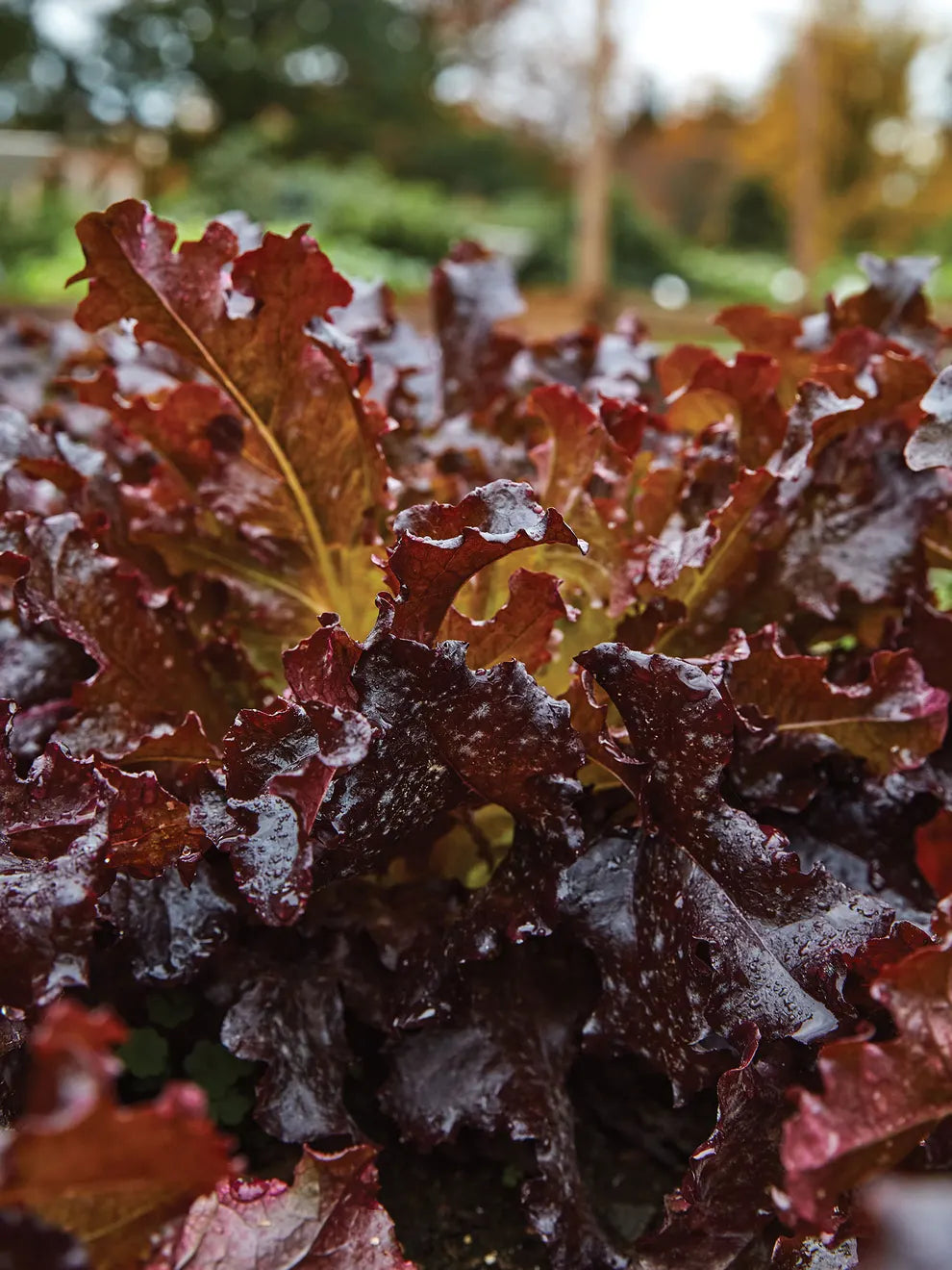 Red Salad Bowl Lettuce Seeds – Fresh & Crisp Organic Lettuce for Your Garden