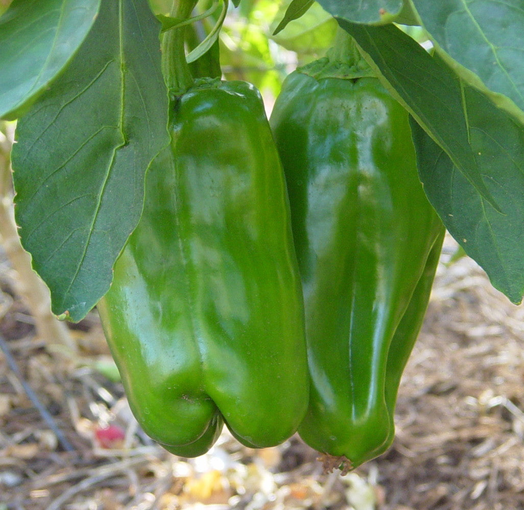 Big Bertha Bell Pepper Seeds – Extra-Large, Sweet & Crisp Peppers