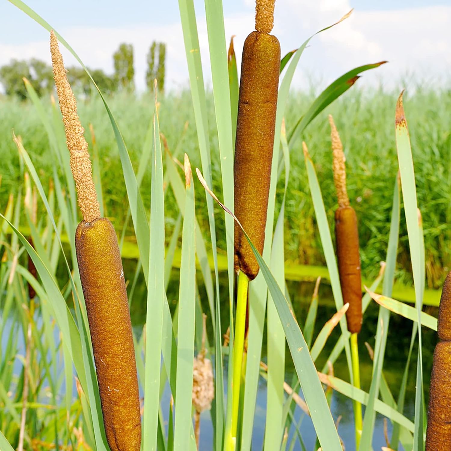 Cattail Seeds for Planting Typha Latifolia Perennial Fast-Growing Ornamental for Ponds & Bog Gardens