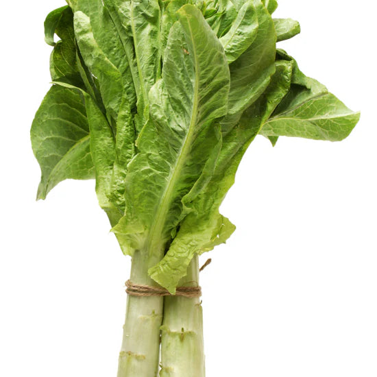 Organic Celtuce (Stem Lettuce) Seeds - Heirloom Lettuce for Gardening & Farming