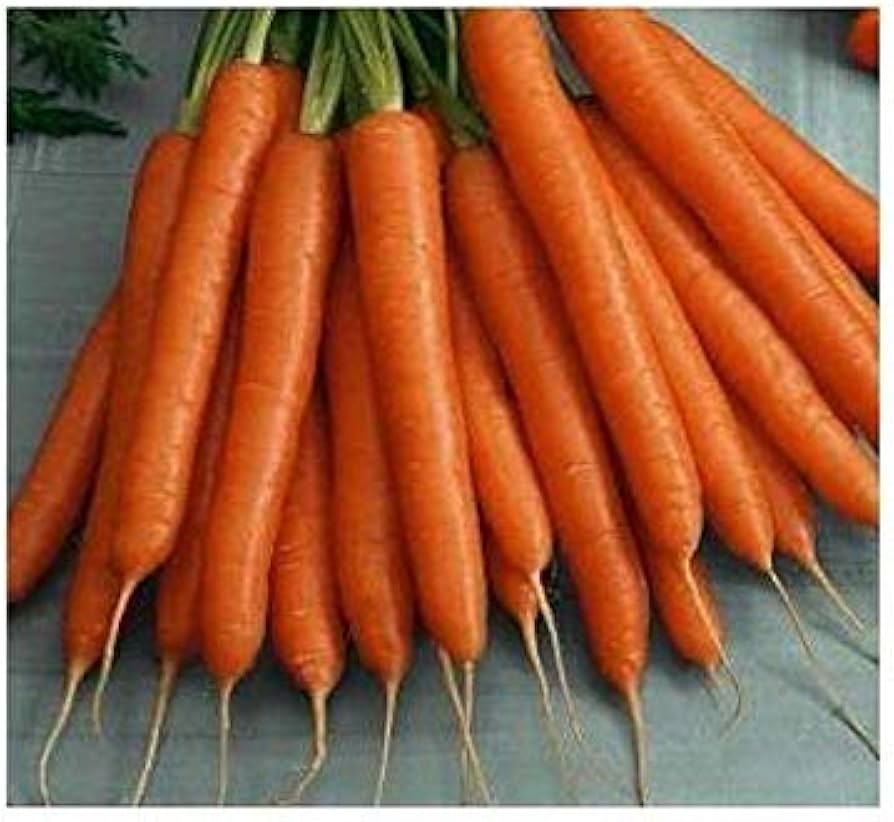 Flakkee Carrot Seeds – High Yield, Sweet & Tender Heirloom Variety for Your Garden