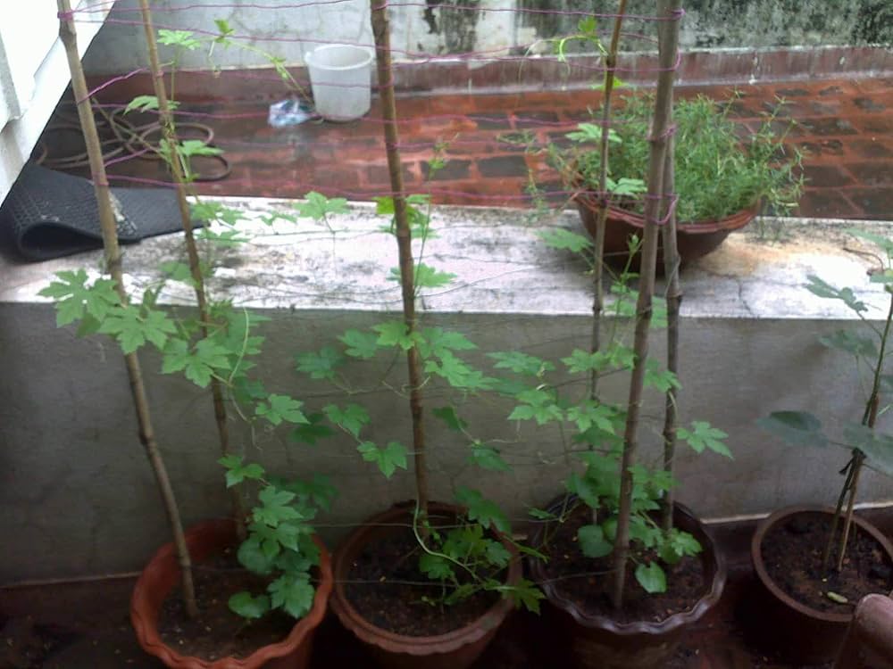 Pusa Do Mausami Bitter Gourd Seeds – High-Yield, Heirloom Variety for Home & Commercial Growing