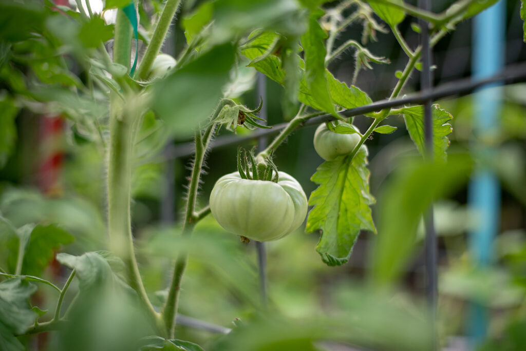 Indeterminate (Vining) Tomato Seeds – High-Yield, Heirloom & Hybrid Varieties