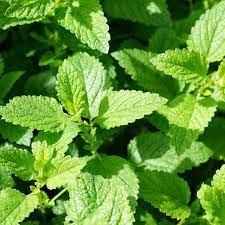 Peppermint (Mentha × piperita) Seeds – Fresh, Aromatic Herb for Planting, Organic & Non-GMO Garden Essential
