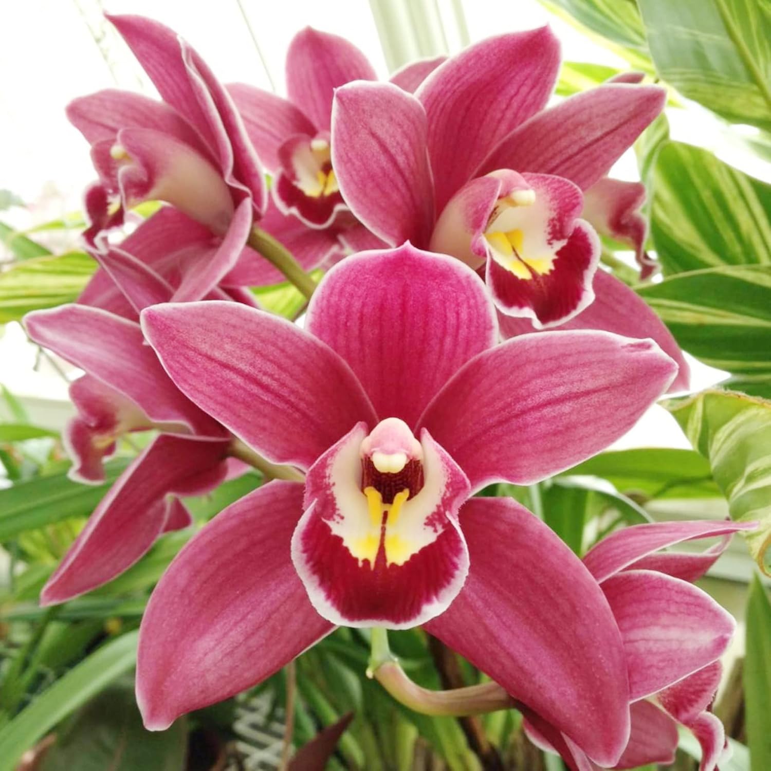 Cymbidium Orchid Seeds  Boat Orchid, Evergreen Perennial, Attracts Bees, Great for Beginners, Container Houseplant