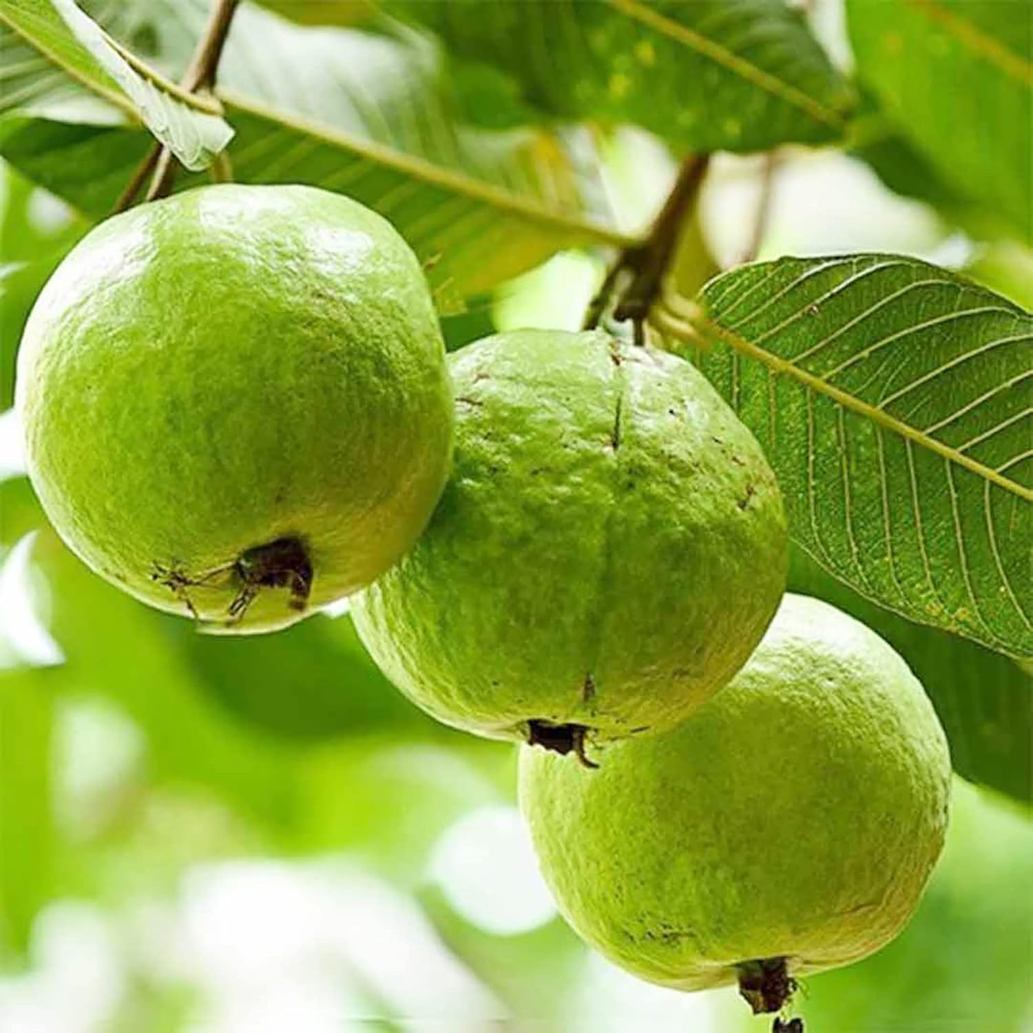 Guava Seeds - Red Psidium Guajava, Perennial Sweet & Fragrant Tropical Fruit
