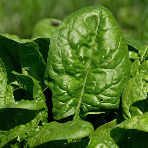 Regiment Spinach Seeds – High-Yield, Nutritious Green Variety for Healthy Gardens
