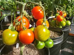 Cold Climates Tomato Seeds – Hardy & Flavorful Varieties for Shorter Growing Seasons