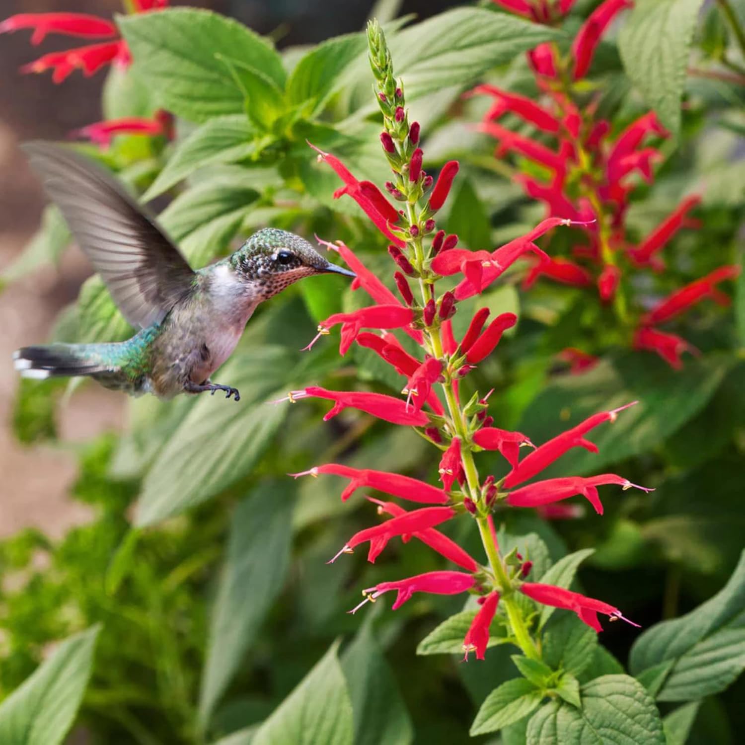 Pineapple Sage Seeds (Salvia Elegans)  Edible Leaves Amd Flowers, Attracts Hummingbirds, Fragrant, Perennial Annual for Indoor Outdoor Containers And Borders