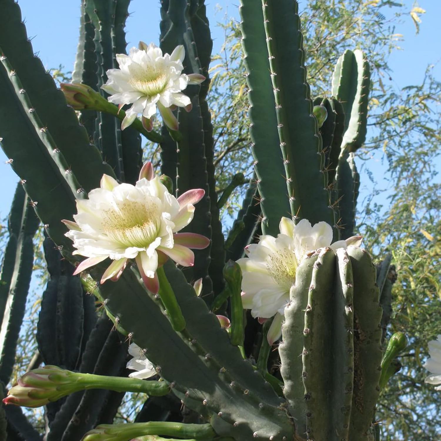 Nachtblühende Cereus-Kaktuspflanze mit großen, duftenden weißen Blüten – Königin der Nachtsamen, 50 Stück