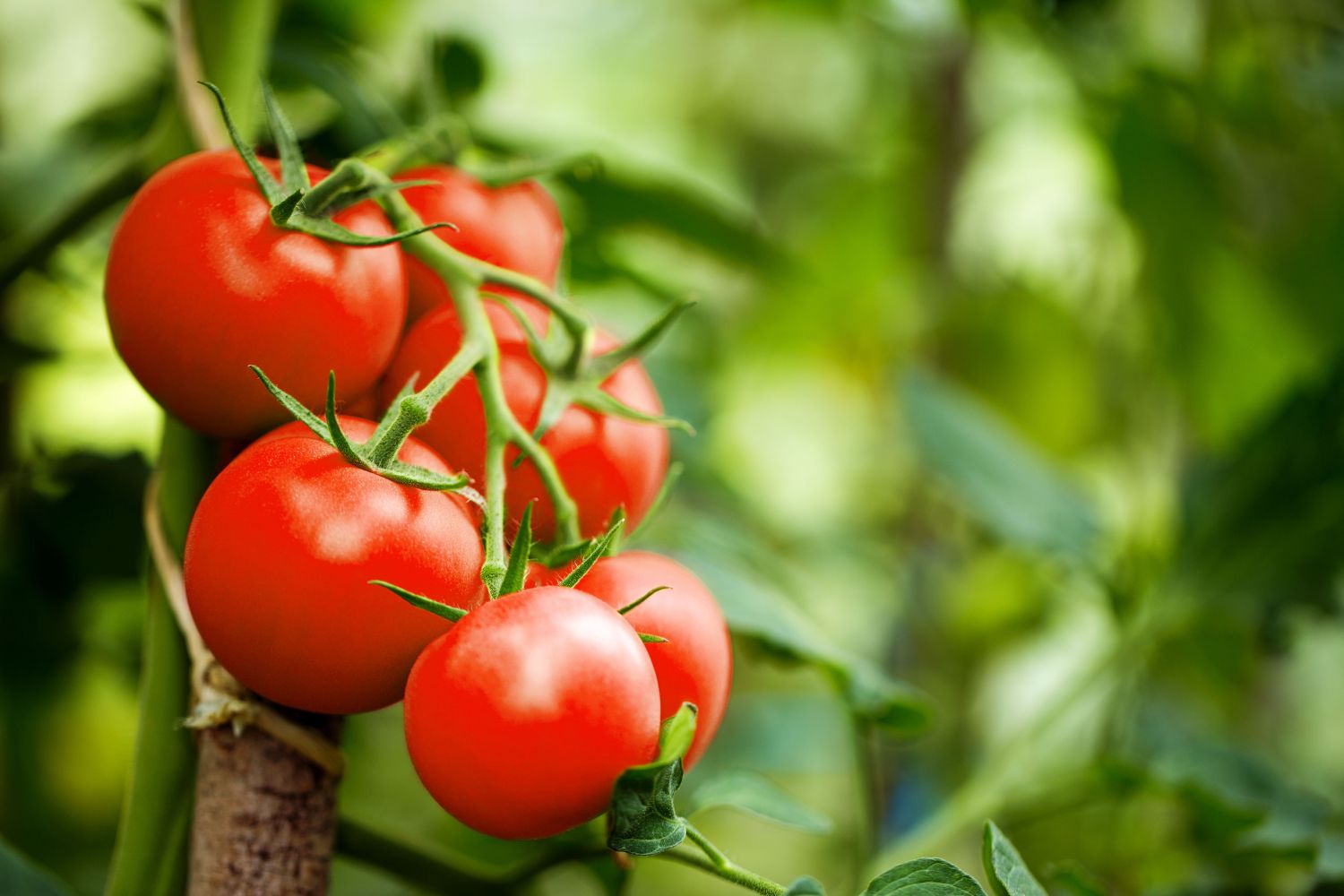 Moneymaker Tomato Seeds – High-Yield, Classic Heirloom Variety
