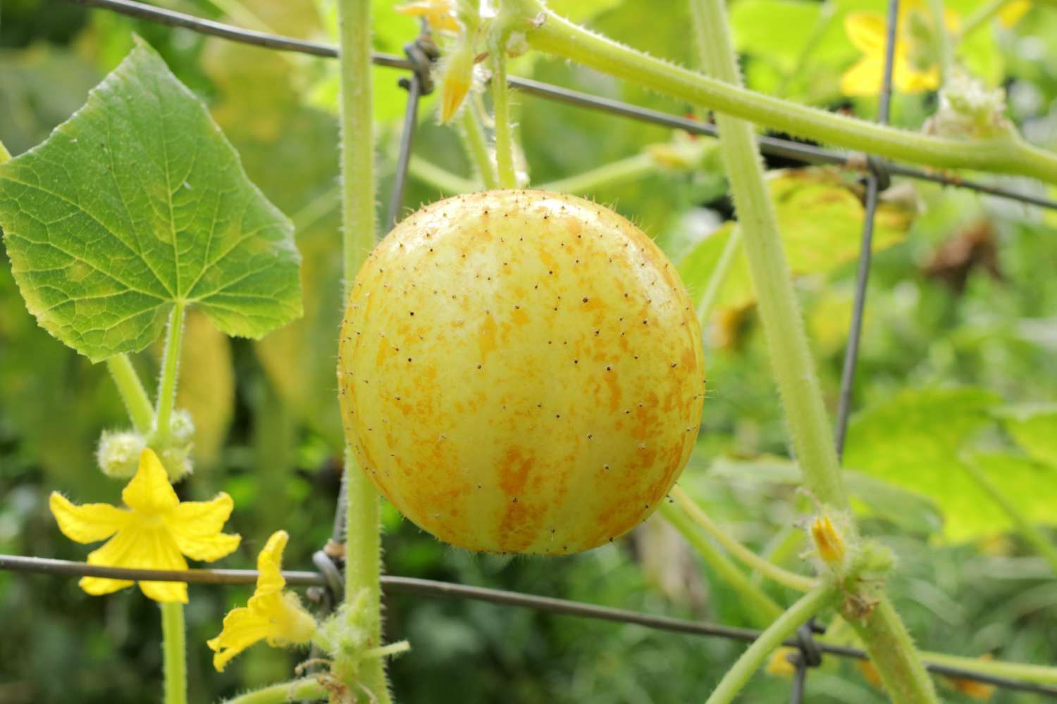 Lemon Cucumber Seeds – Heirloom, Sweet & Crisp Yellow Round Cucumbers