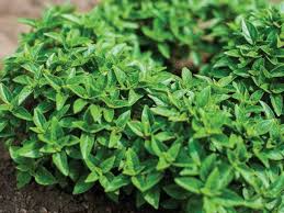 Greek Basil Seeds for Planting – Heirloom, Non-GMO, Aromatic Herb for Culinary & Garden – Easy to Grow Basil Seeds