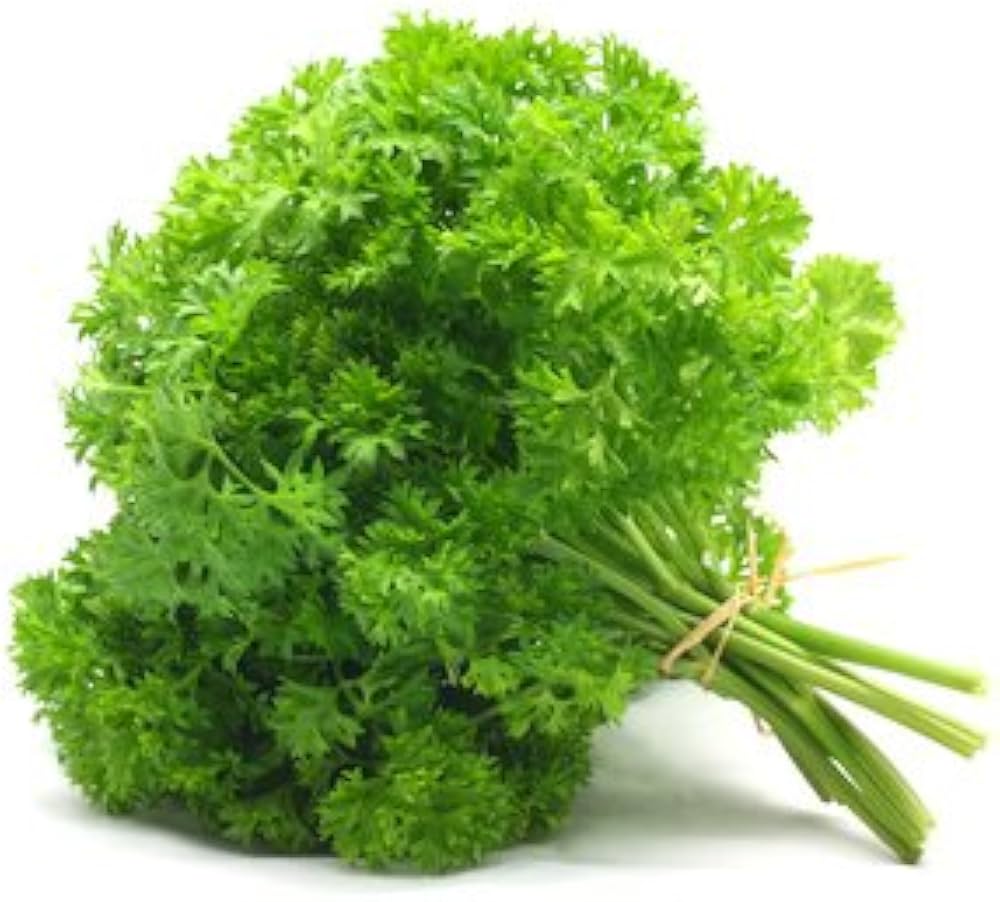 Flat Leaf Parsley Seeds – Premium Herb Seeds for Planting, Organic & Non-GMO – Perfect for Culinary & Garden Use