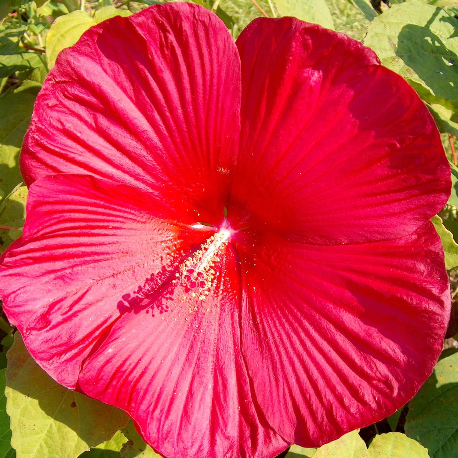 Hibiscus Moscheutos Seeds - Hardy Hibiscus, Swamp Rose Mallow Perennial Flowering Plant for Garden Beds, Attracts Bees, Butterflies, and Hummingbirds - 25 Pieces