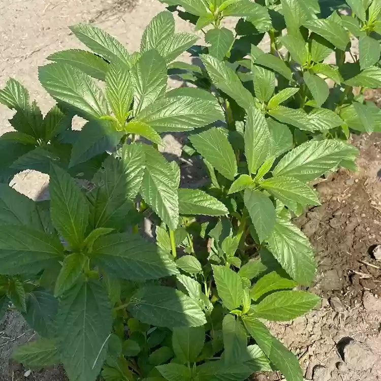 Egyptian Spinach (Molokhia) Seeds, Heirloom, Fast-Growing, Nutritious Greens