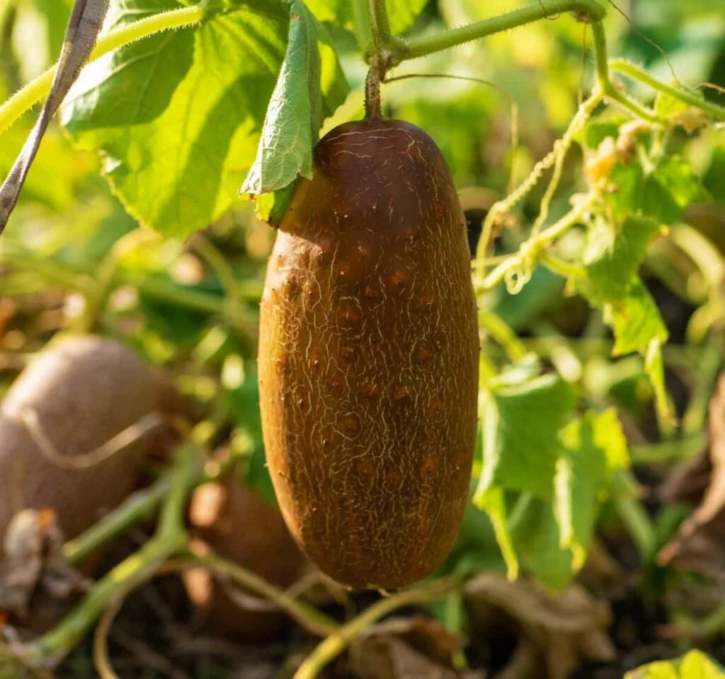Poona Kheera Cucumber Seeds – Heirloom, Crisp & Sweet - Grow Your Own Cucumbers
