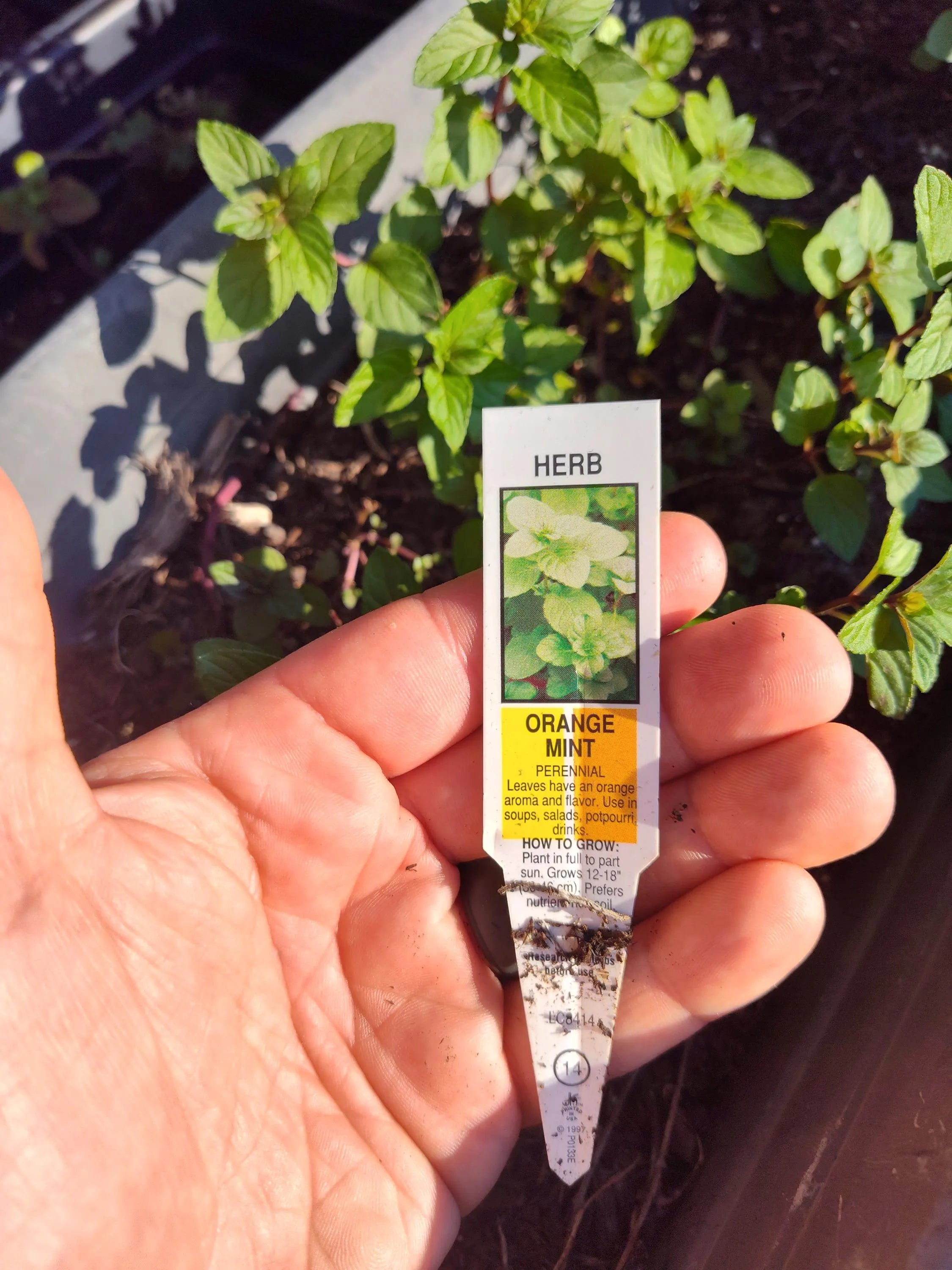 Orange Mint Seeds (Mentha × piperita citrata) – Fragrant Herb for Tea, Cocktails & Culinary Use | Non-GMO, Easy to Grow, Perennial Garden Plant