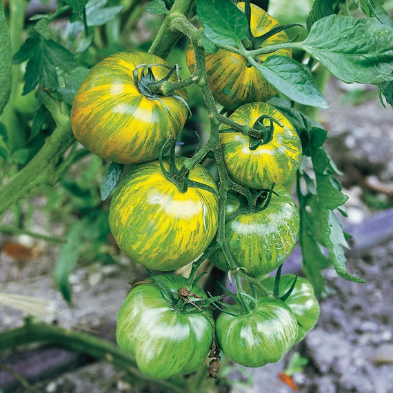 Green Zebra Tomato Seeds – Heirloom, Striped, Tangy & Sweet