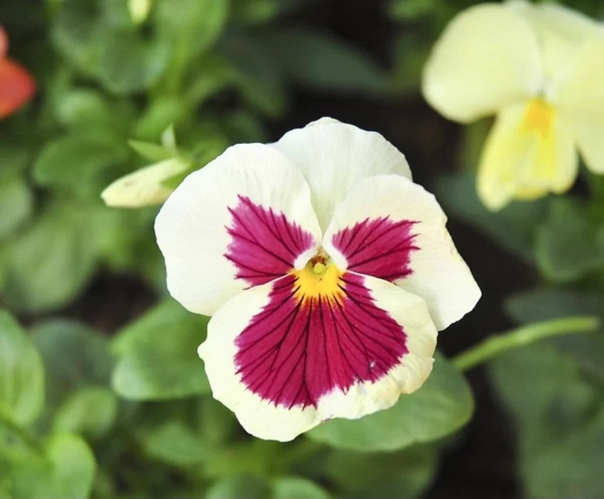 Red & White Pansy Flower Seeds , Striking Bi-Color Blooms, Non-GMO